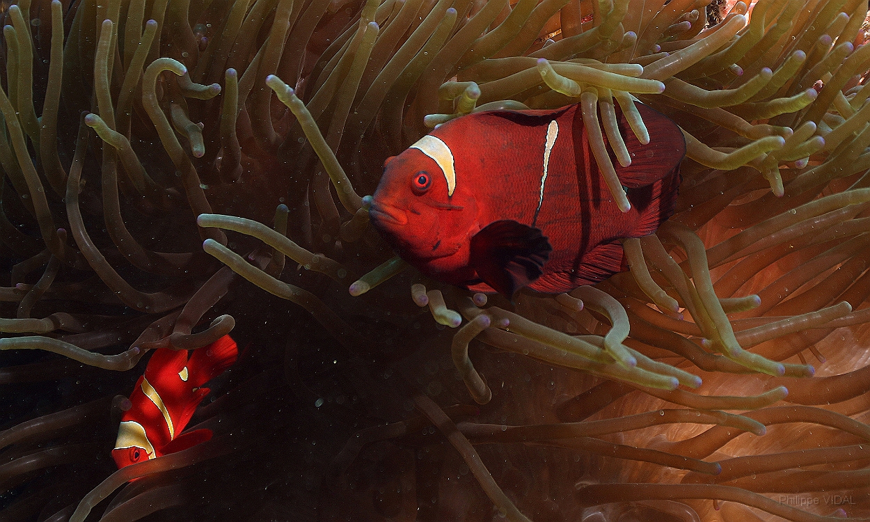 Sipadan_2015_Poisson Clown a joues epineuses_Premnas biaculeatus_IMG_2736_rc.jpg